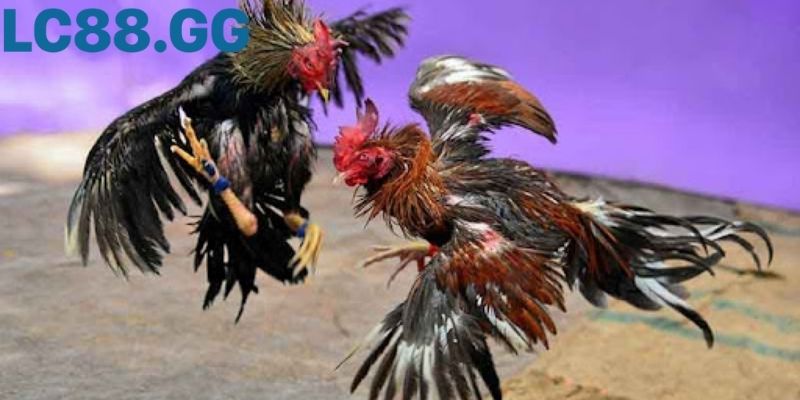 Kiểm cựa, cân ký và dán ký hiệu chiến kê đá gà c3