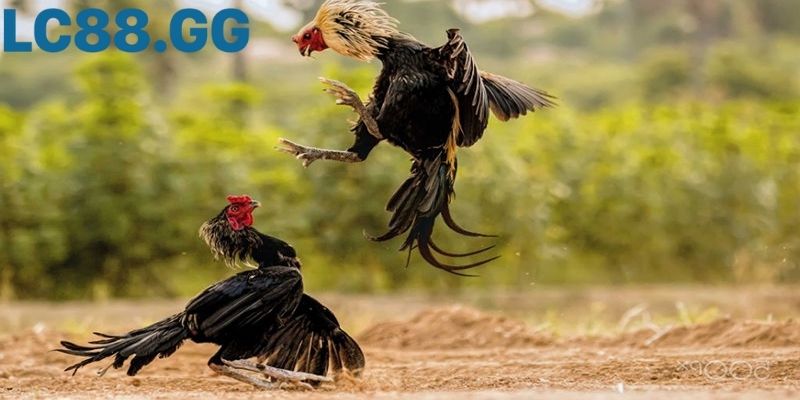 Phong cách ra đòn đặc trưng tại sới Thomo