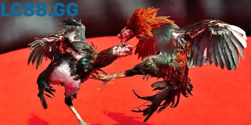 Trực tiếp đá gà Campuchia: hướng dẫn toàn diện từ A - Z