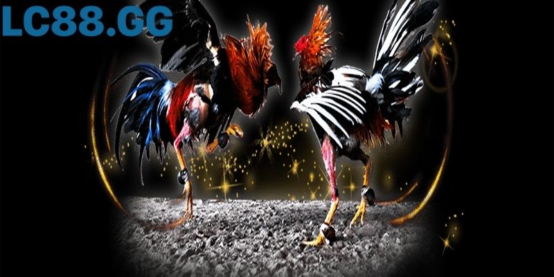 Giao diện phát sóng chuyên nghiệp của Sv388