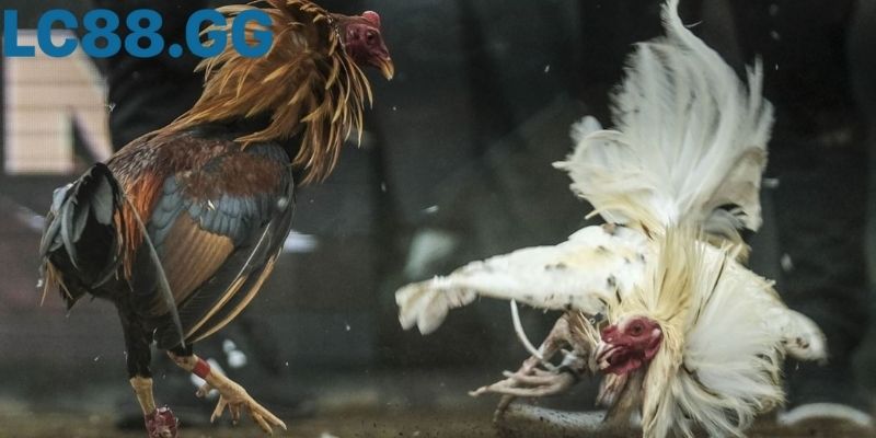 Khán giả theo dõi nhiều góc quay cùng lúc