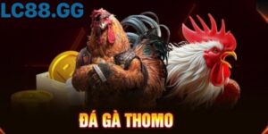 Đá Gà Thomo – Từ Truyền Thống Đến “Thánh Địa” Biên Giới