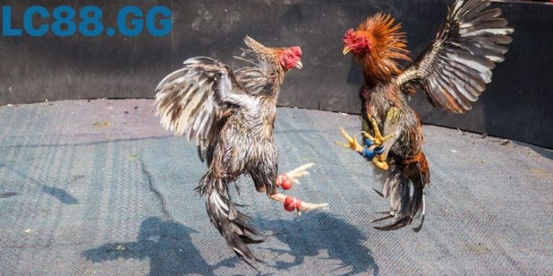 Quan sát đòn cánh, chân và nhịp thở chiến kê