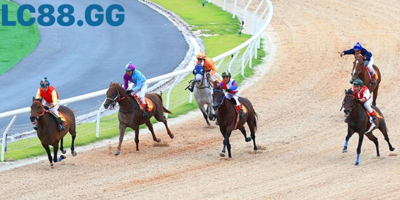 Đua ngựa, "môn thể thao của các vị vua", luôn sôi động