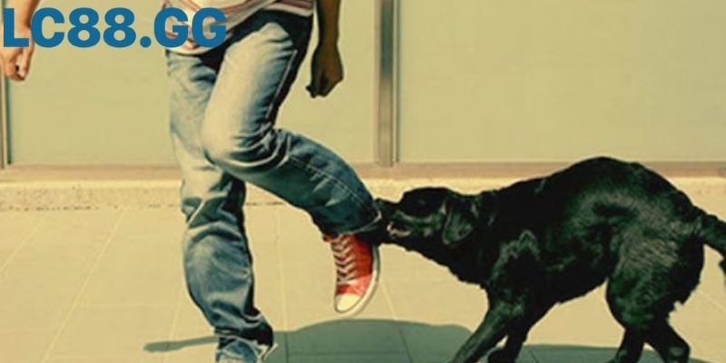 Giấc mơ thấy chó cắn chân cảnh báo trắc trở sắp tới