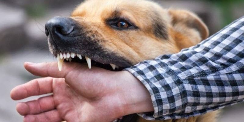 giấc mơ bị chó cắn tay và điềm báo trong công việc