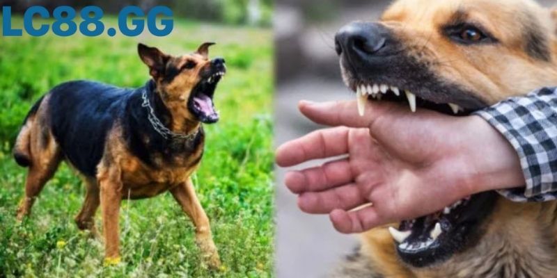 Giấc mơ chó cắn người thân và ý nghĩa mối quan hệ xung quanh